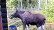 The Moose is Loose - Moose Video for Kids - Wild Animals