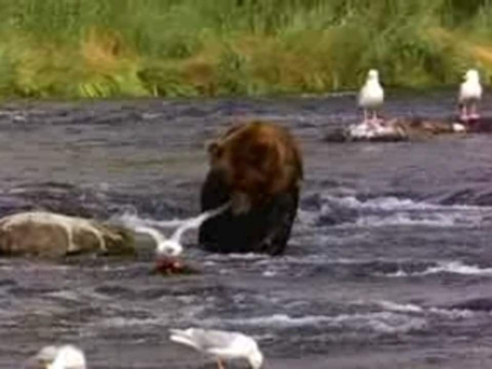 Bear