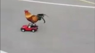 Rooster Rides on Remote Controlled Car