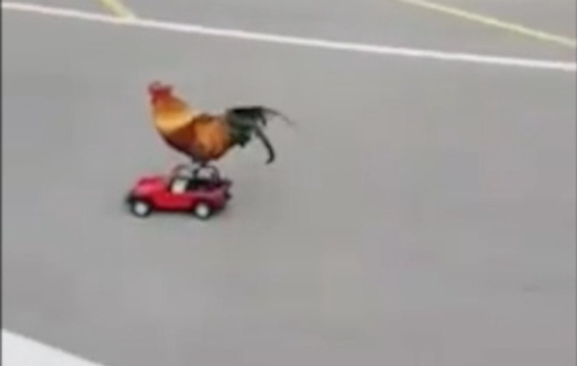 Rooster Rides on Remote Controlled Car