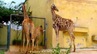 GIRAFAS Bisonte Tartaruga _ Giraffes Bison T nny Animals TV KIDS