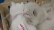 Kittens Being Bottle Fed  Compilation _ Cuteness ov