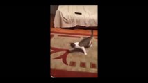 Cats are just the Funniest Pets Ever! Funny Cats st Funny