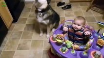 Cute Babies Laughing at Dogs Compilation 2016