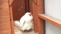 Funny Chickens 2017  [Funny Pets]