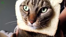 Funny Bread Cat Videos Compilation 2013