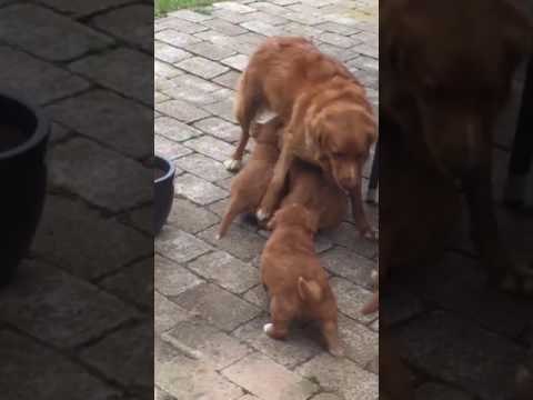 Hungry Pups Won't Let Poor Mama Finish Her Dinner