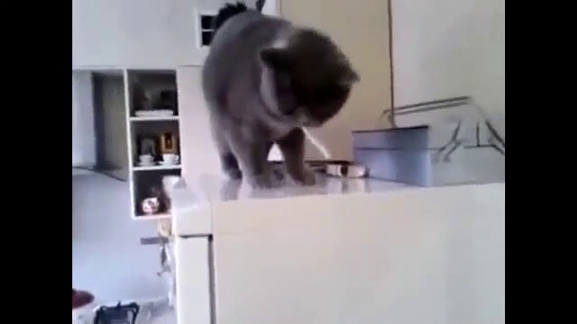 Funny Videos 2017- Funny Cats - Funny Cats Comp