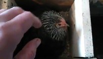 Dutch bantam hen with chicks...