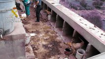 El SEPRONA de la Guardia Civil denuncia un caso de maltrato animal en Santa Brígida, Gran Canaria