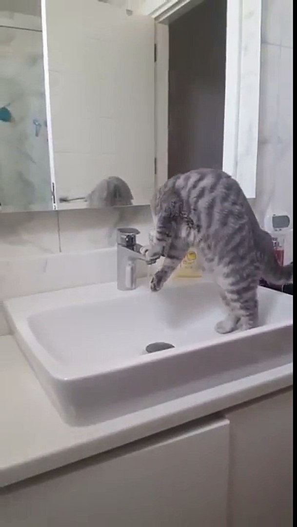 Ce chat boit l'eau au robinet en se contorsionnant ! - Vidéo Dailymotion