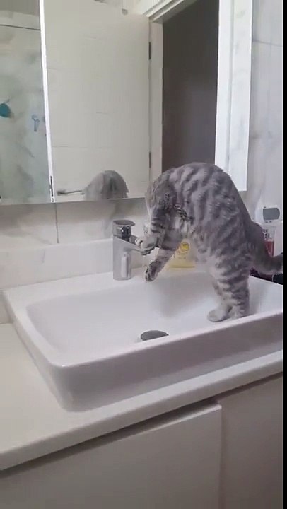 Ce chat boit l'eau au robinet en se contorsionnant !