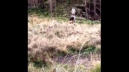Fight entre un Kangourou et un Berger Allemand !