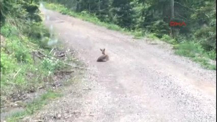 Kastamonu Fotoğrafçıların Bulduğu Yaralı Karaca Tedavi Edildi