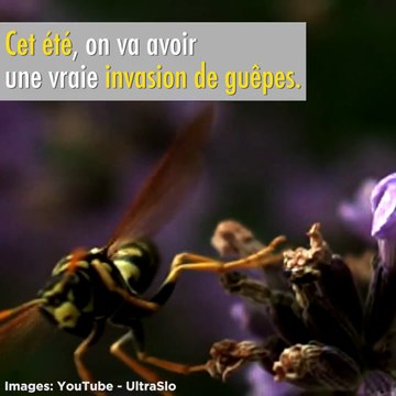 Voilà quelques astuces pour te dérrasser des guêpes