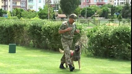 Jandarmanın Gözbebeği Eğitimli At ve Köpeklerin Gösterisi İlgi Gördü