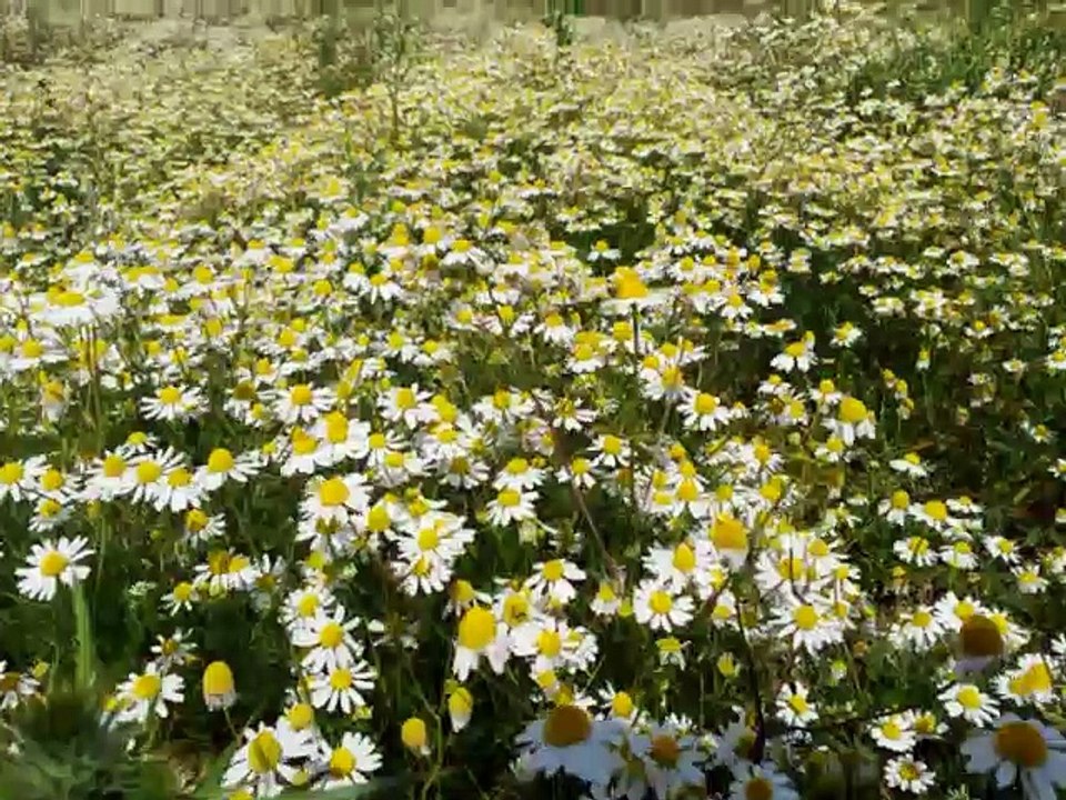 Kamillenfeld im Juni am Kölner Stadtrand