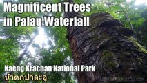 Magnificent Trees in Palau Waterfall น้ำตกป่าละอู