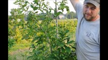 Mike Describes Growing Swamp White Oak Trees at HH Farm