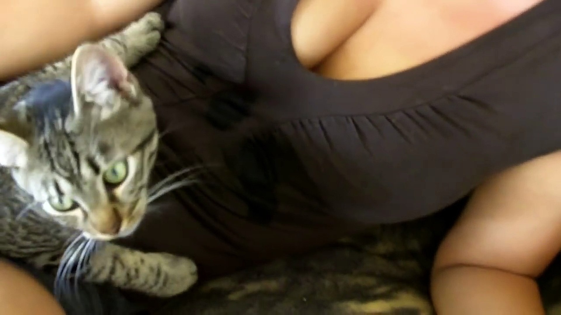 breastfeeding cat--Hd - video Dailymotion