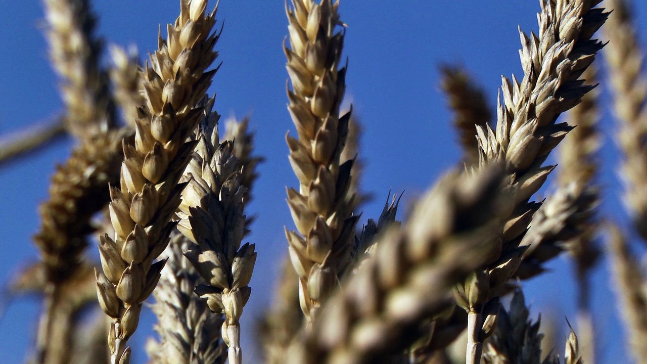 A cereal grain which is a worldwide staple food
