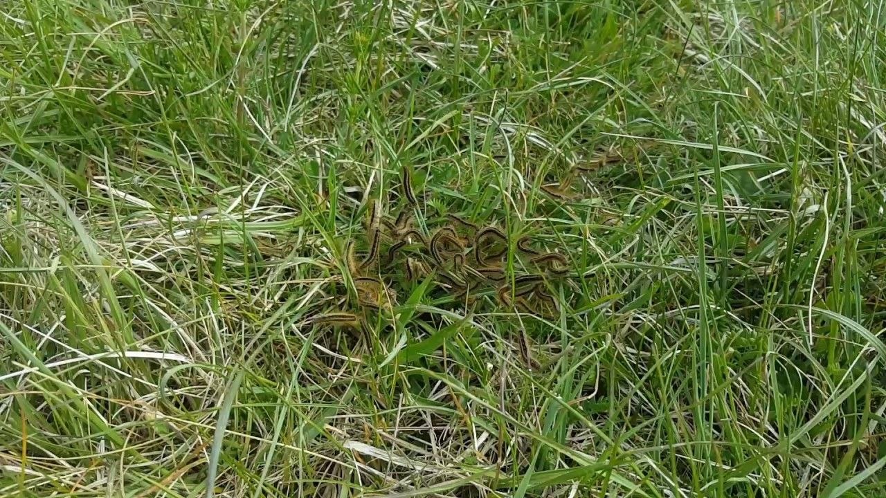 Rave sauvage de chenilles