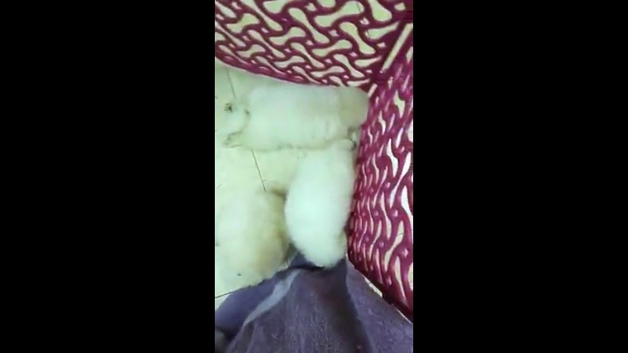 So adorable PET POM !!!!