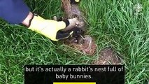 Faites attention aux nids de lapins qui se cachent dans votre jardin