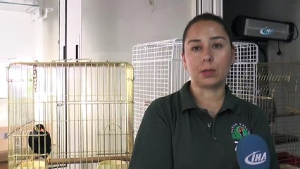 "Konuşan Karga” Koruma Altına Alındı