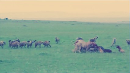 Lion vs Hyena -Male Lion Attack Hyena Wild Animal Attack videos