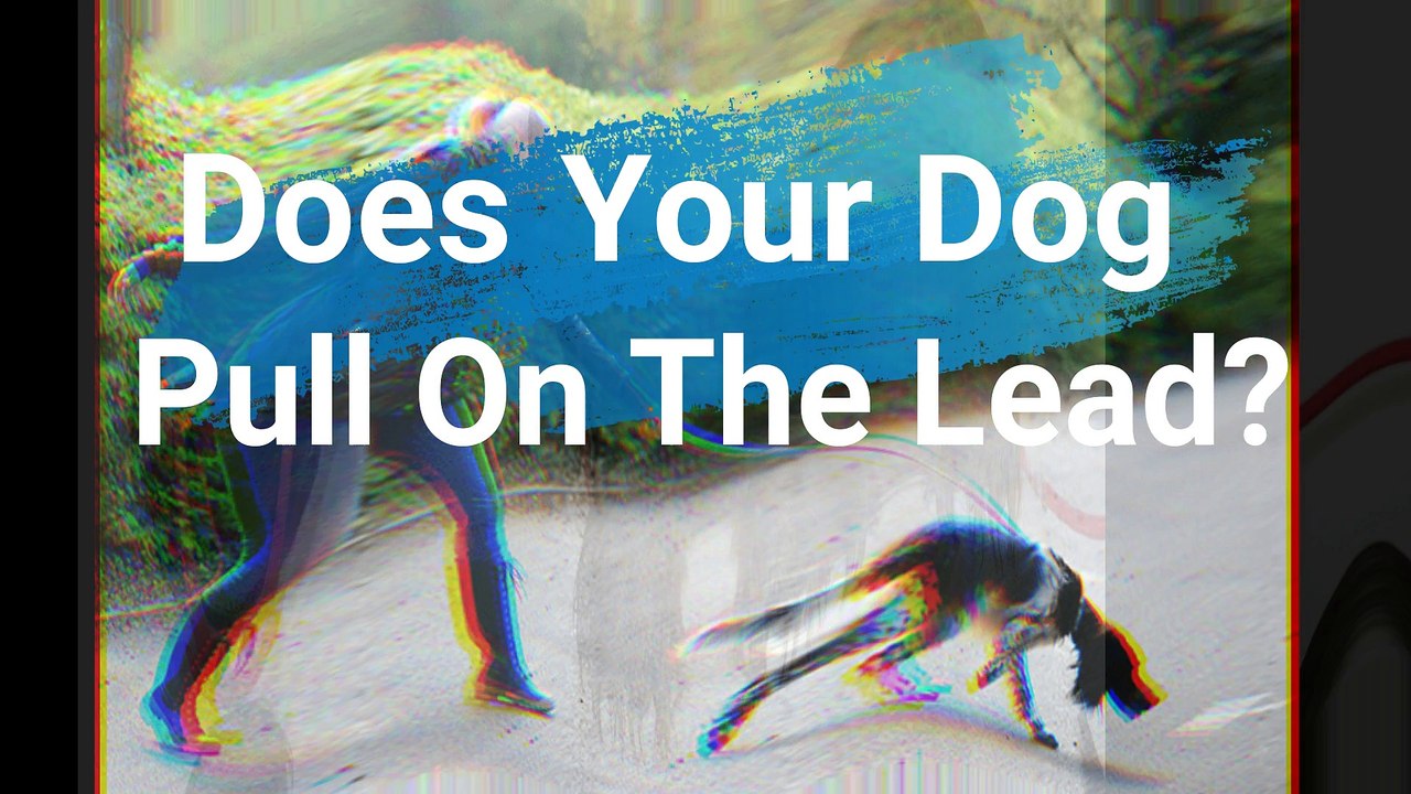 Figure 8 Lead - Stop Your Dog Pulling On The Lead Today