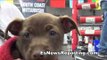 crazy dog mix chihuahua dad with pit bull mom EsNews