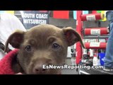 crazy dog mix chihuahua dad with pit bull mom EsNews