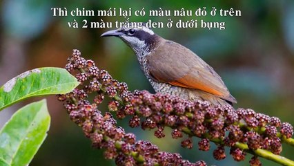 Kỳ lạ loài chim có khả năng tự biến thành mặt cười