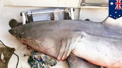 サメがボートにジャンプイン！漁師が突き飛ばされる