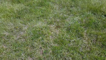 Des chenilles dansent au son de la musique Trance