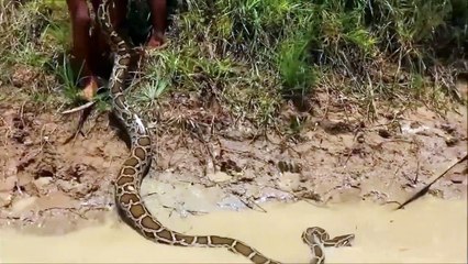 Скачать видео: Des enfants au Cambodge jouent avec un anaconda