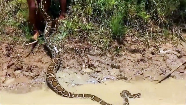 Des enfants au Cambodge jouent avec un anaconda
