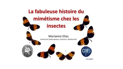 La fabuleuse histoire du mimétisme chez les insectes (1/5)