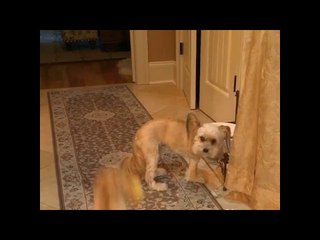 Energetic Puppy Can't Sit Still