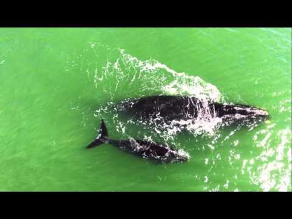 Rare North Atlantic Right Whales Spotted at Ormond Beach