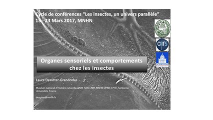 Organes sensoriels et comportements chez les insectes  (3/5)