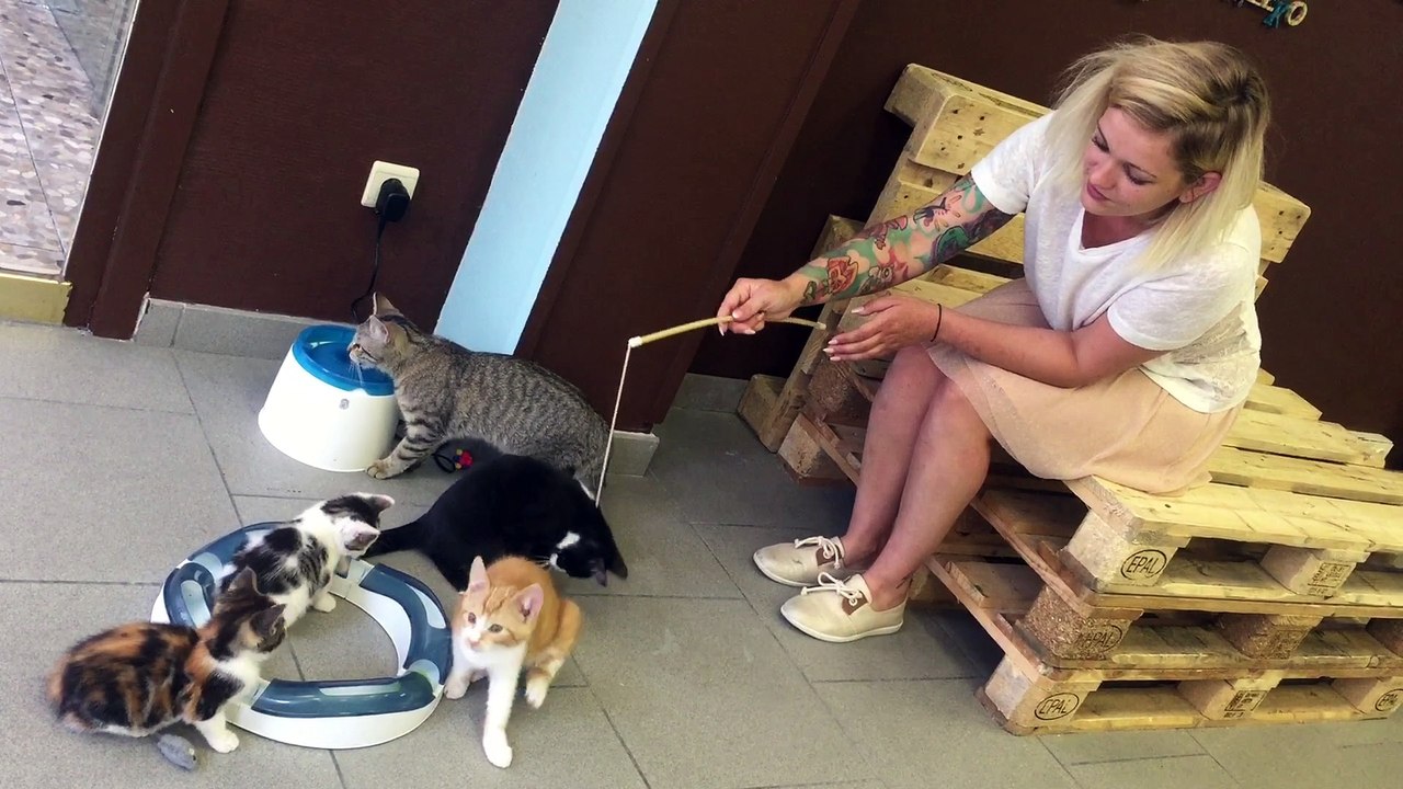 Un bar à chats ouvre ses portes à Mouscron