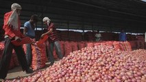 Toneladas de cebollas se le atragantan a las autoridades indias