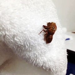 Cicada Emerges in Surrey, UK 🦗