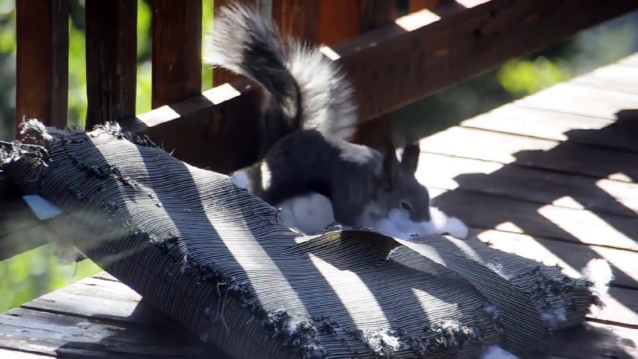 Cet écureuil se déguise en père noël !