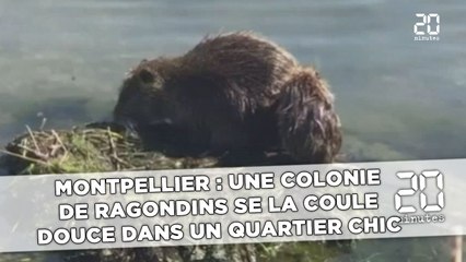 Montpellier: Une colonie  de ragondins se la coule douce  dans un quartier chic