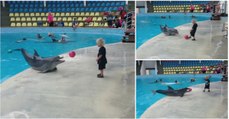 Menino a brincar à bola com um golfinho é a coisa mais fofa que vais ver hoje