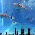 Aquarium in Okinawa Japan