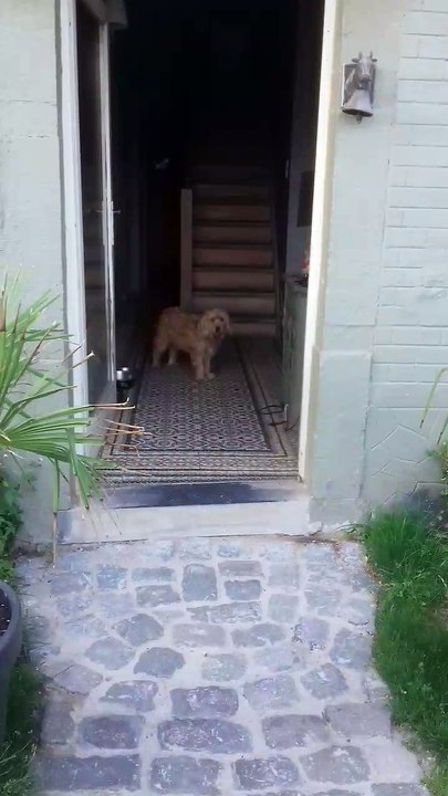 Petit Chien 